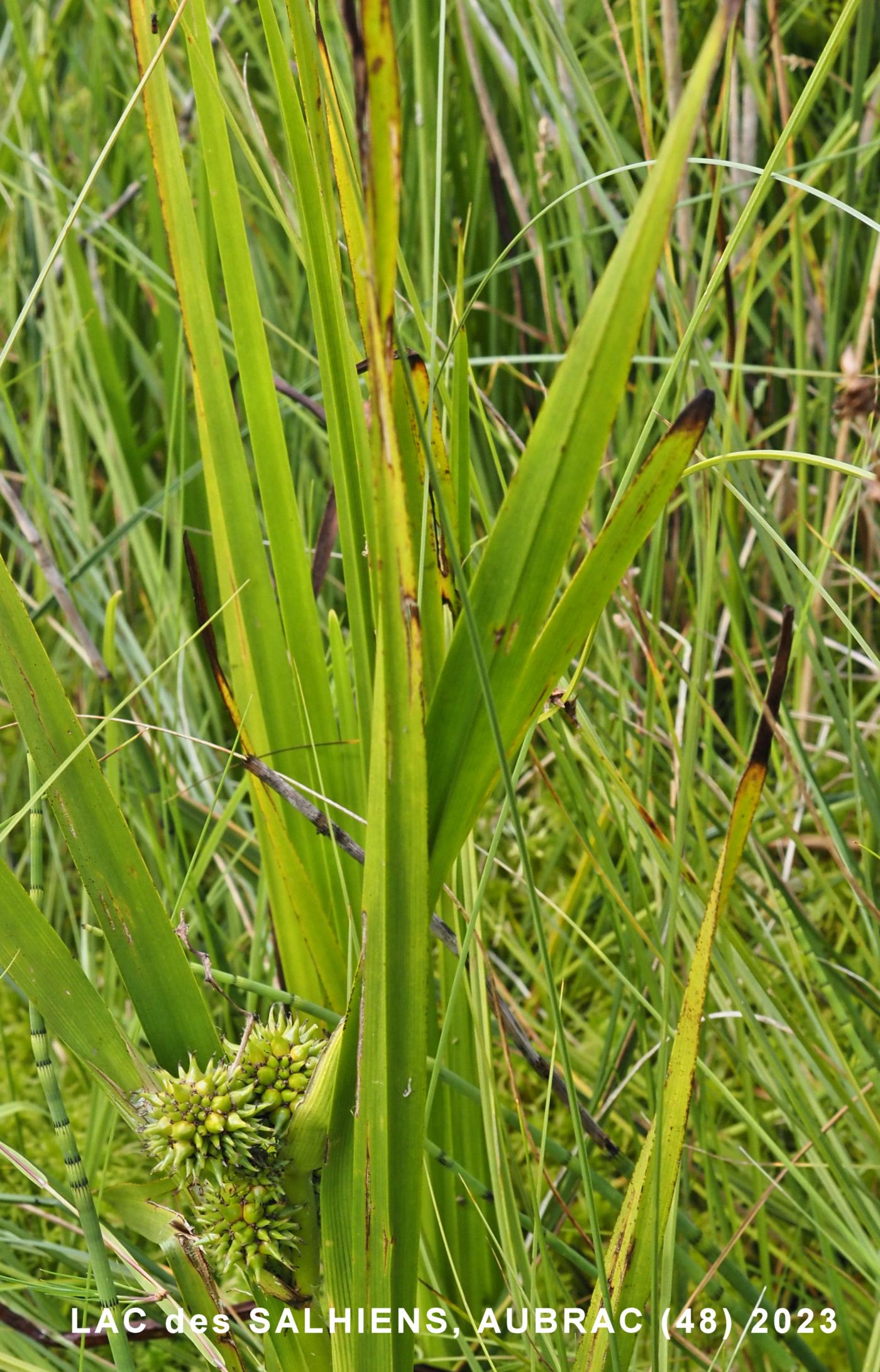 Bur-reed, Common leaf